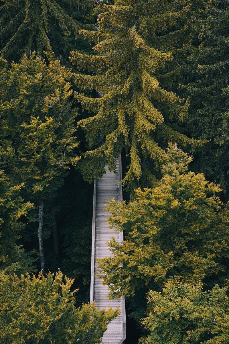 Mindful Path Walking