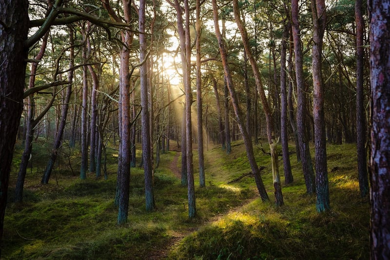 Mindful Path Walking